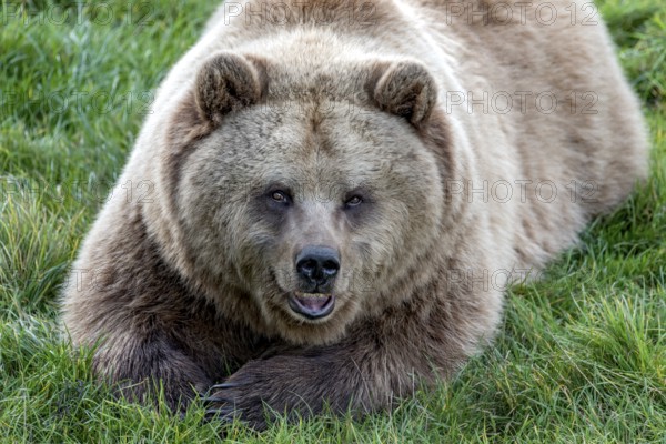 European brown bear (Ursus arctos) resting relaxed in a meadow with its mouth open, showing its