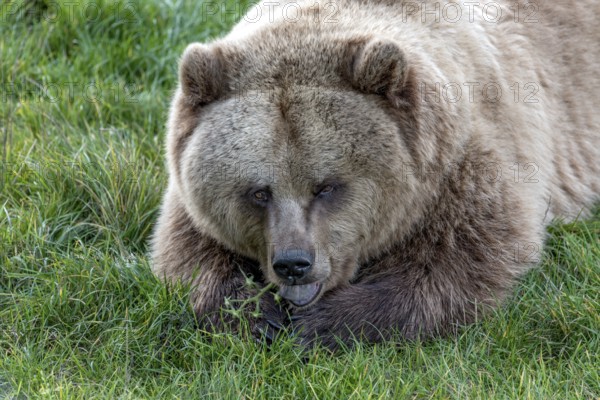 European brown bear (Ursus arctos) resting relaxed in a meadow, nibbling on a tomato plant, Poing