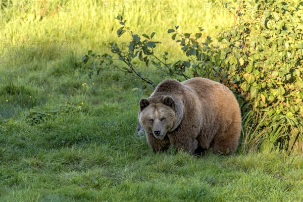 European brown bear (Ursus arctos) emerges from a bush at the edge of a forest in the evening