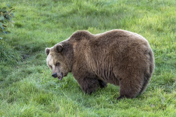 European brown bear (Ursus arctos) standing with open mouth on a meadow at the edge of a forest,
