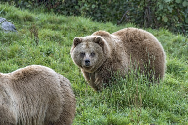 European brown bears (Ursus arctos) walking on a meadow at the edge of the forest, looking into the