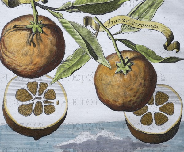 Oranges, aranzo coronato, Arango hermaphrodito coronato, hand-colored copper engraving or copper
