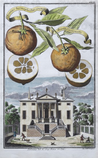 Oranges, aranzo coronato, Arango hermaphrodito coronato, palazzo, Este, hand-colored copper