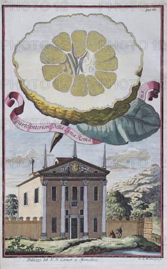 Lemons, citrus fruits, palazzo, Moncelice, hand-colored copper engraving or copper etching by