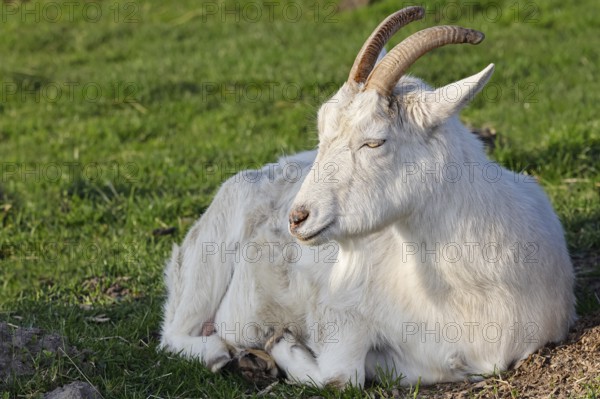 White domestic goat (Capra aegagrus hircus), white German she-goat, Schleswig-Holstein, Germany