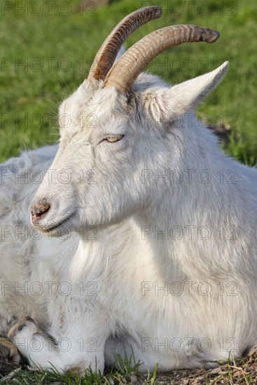 White domestic goat (Capra aegagrus hircus), white German she-goat, Schleswig-Holstein, Germany