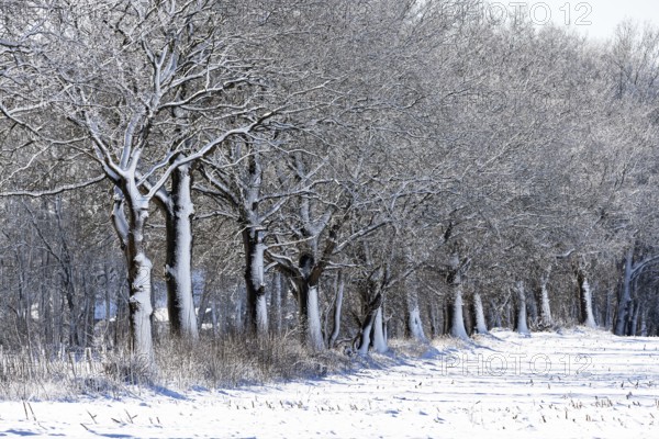 Winter landscape with snow-covered trees, a row of oaks (Quercus robur) at the edge of a field,