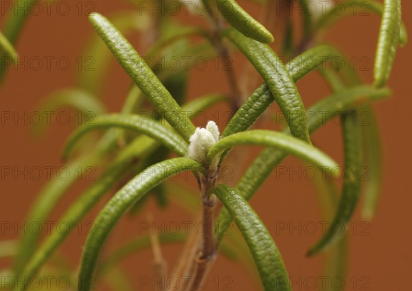 Rosemary (Rosmarinus officinalis), twigs with young, very hairy leaves, in the studio, North