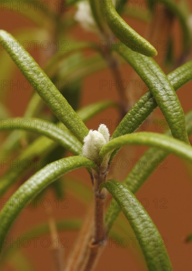 Rosemary (Rosmarinus officinalis), twigs with young, very hairy leaves, in the studio, North