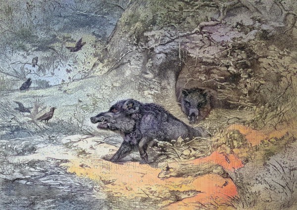 Wild boar, sus scrofa, also the wild boar or Eurasian wild boar in a forest in Austria/wild boar, i