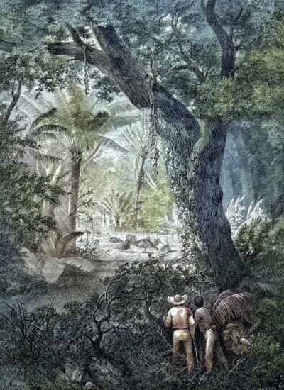 Hunting for wild turkeys, Meleagris gallopavo, in Mexico, two hunters watching the birds in the