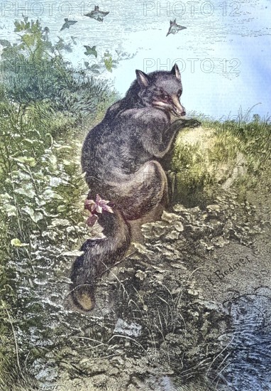 Illustration of a red fox, Vulpes vulpes, in nature/illustration of a red fox, in the nature,