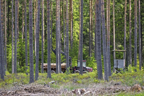 Forwarder with a crane transporting cut timber logs in coniferous forest among tall pine trees and