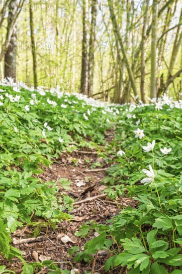 Forest path covered with white Wood anemone (Anemone nemorosa) flowers and green foliage among
