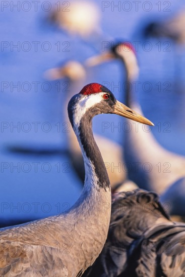 Crane (Grus grus) in close up profile standing near water with other cranes blurred in the