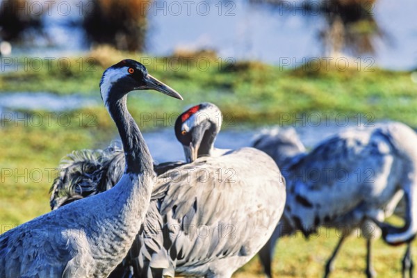 Cranes (grus grus) standing and preening in a wetland a sunny spring day, Hornborgasjön, Sweden
