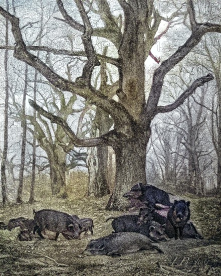 Wild boar, sus scrofa, also wild boar or Eurasian wild boar, in the forest in late autumn/wild