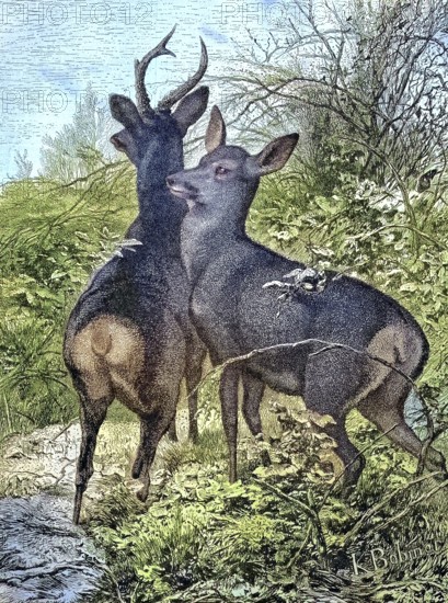 Male buck and female trick, roe deer, in nature/Male buck and female doe, roe deer, in the nature,