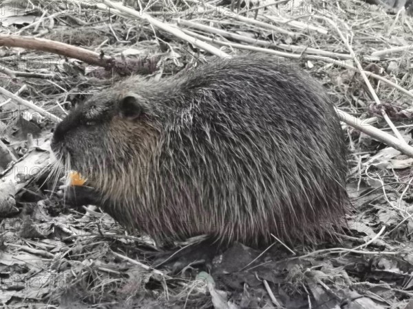 A nutria (myocastor coypus) sits in the leaves and eats something, Thuringian Forest nature park