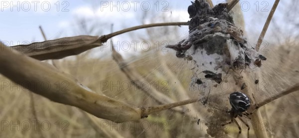 White-spotted fat spider (steatoda albomaculata) with children in its web looking after offspring,