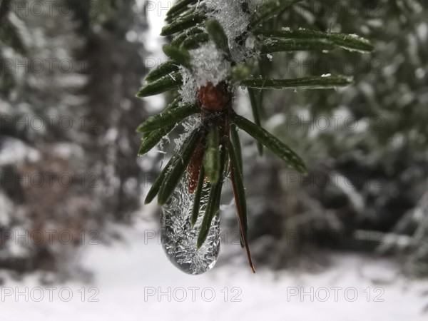 Close-up of a frozen ice crystal on a pine branch (pinus), Rennsteig, Franconian Forest nature park