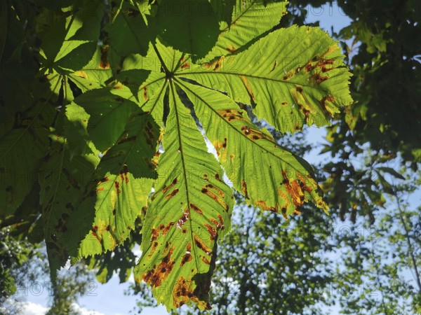 Green leaves of a horse chestnut (aesculus) in sunlight with shadows, Franconian Forest nature park