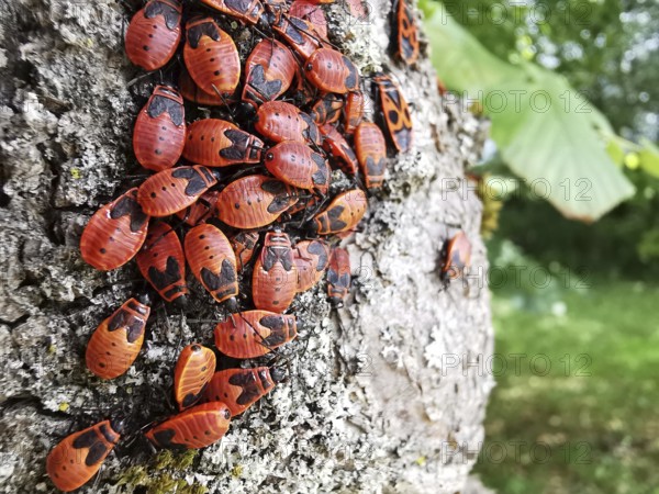 A group of red insects, common fire bugs (pyrrhocoris apterus) crawling on the bark of a tree,