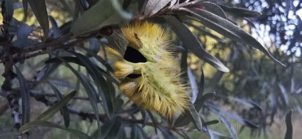 Furry yellow caterpillar of the beech stretched foot (calliteara pudibunda) in nature, Franconian