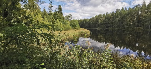 Lake surrounded by vegetation and forest under cloudy sky, reflections of trees in water,