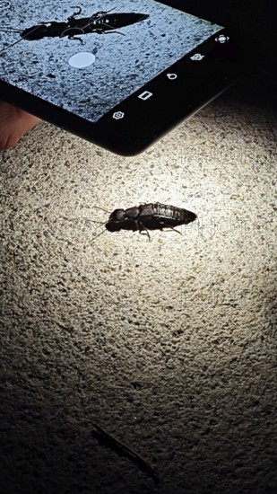 Insect (insecta) is viewed at night in the light of a smartphone, Franconian Forest nature park
