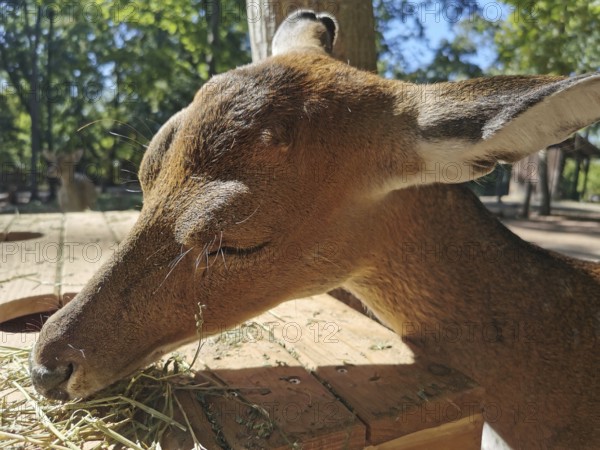 A roe deer (capreolus capreolus) eats hay in Erfurt Zoo Park, Thuringia