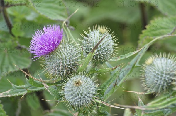 Spear Thistle (Cirsium vulgare) with purple flower and spiny green leaves, Goms, Canton Valais,