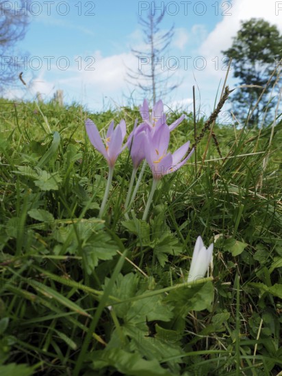 Autumn crocus (Colchicum autumnale) in a meadow under a blue sky. Hüttchopf, Fischenthal, Töss