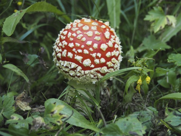 Fly agaric, (Amanita muscaria), in the green with a distinctive red cap. Goms, Canton Valais,