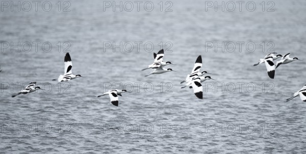 Avocets (Recurvirostra avosetta) fly over water, Namibia