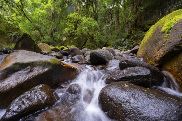 Mhlwazini River flows through thick forest, original mountain forest, Rainbow Gorge,