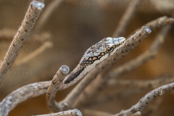 Vine Snake or Twig Snake (Thelotornis capensis oatesi), captive, Namibia