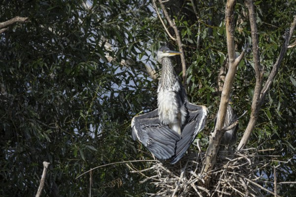 Grey heron (Ardea cinerea) young bird at the nest Hungary
