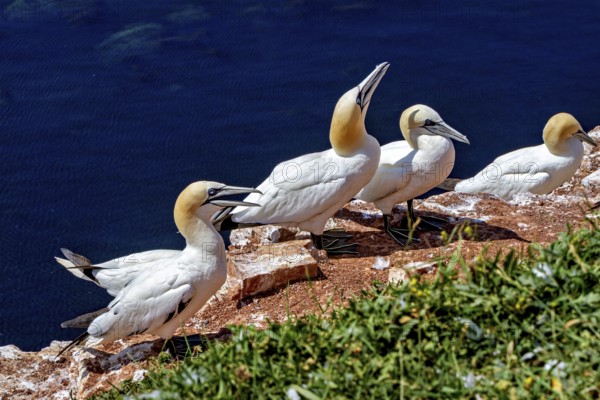 Gannets linger on cliffs overlooking the sea under a blue sky on Heligoland, The gannets (Morus