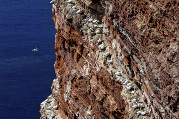 A large colony of gannets nests on a steep rock face with a view of the blue sea, The gannets