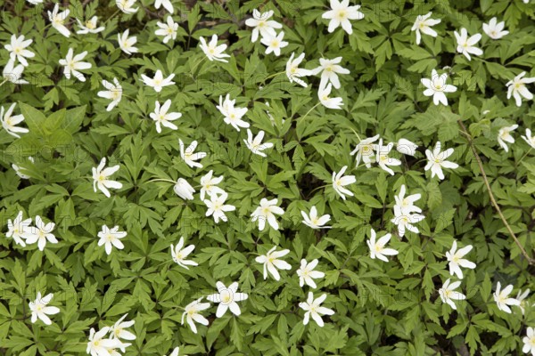 Wood anemone (Anemone nemorosa) carpet of white flowers in a woodland in spring, England, United