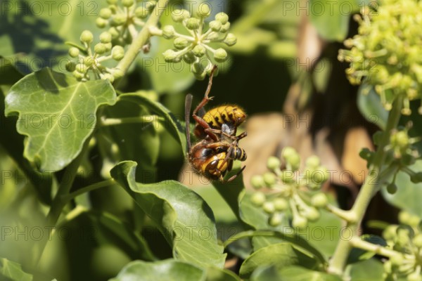 European hornet (Vespa crabro) adult wasp insect eating an Ivy bee in a tree in summer, England,