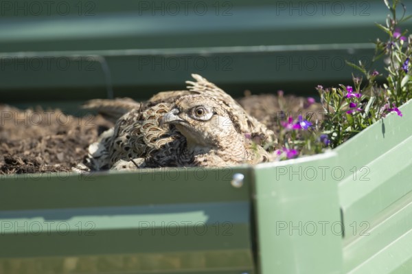 Common pheasant (Phasianus colchicus) adult female game bird on a garden raised bed, England,
