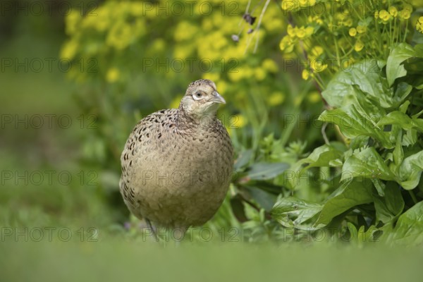 Common pheasant (Phasianus colchicus) adult female game bird in a garden in spring, England, United