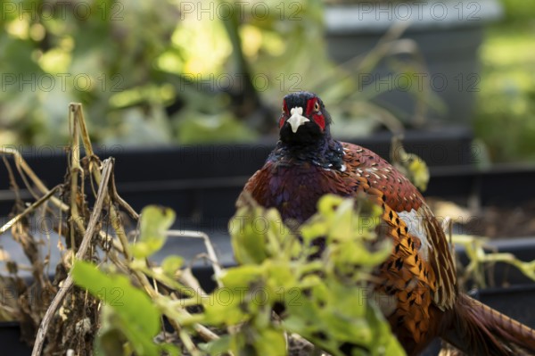 Common pheasant (Phasianus colchicus) adult male game bird on a garden raised bed, England, United
