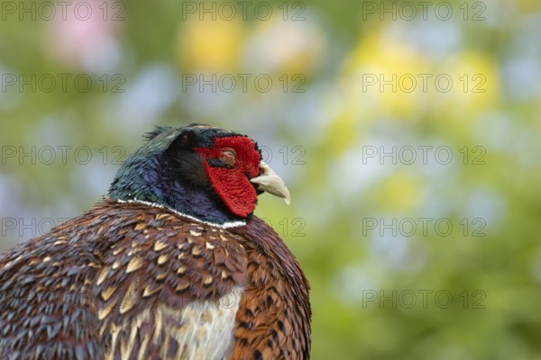 Common pheasant (Phasianus colchicus) adult male game bird sleeping in a garden in summer, England,