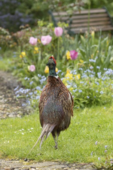Common pheasant (Phasianus colchicus) adult male game bird calling in a garden in spring, England,