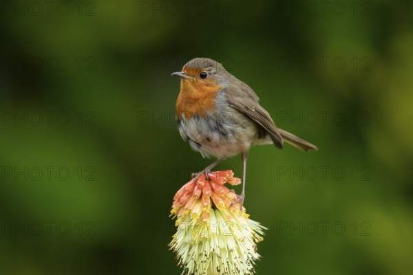 European robin (Erithacus rubecula) adult garden bird perching on a Red hot poker flower in summer,