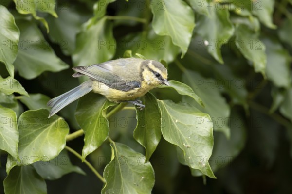 Blue tit (Cyanistes caeruleus) adult garden bird on an Ivy tree branch in summer, England, United