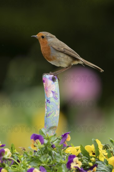 European robin (Erithacus rubecula) adult garden bird perching on a trowl handle in a plant pot